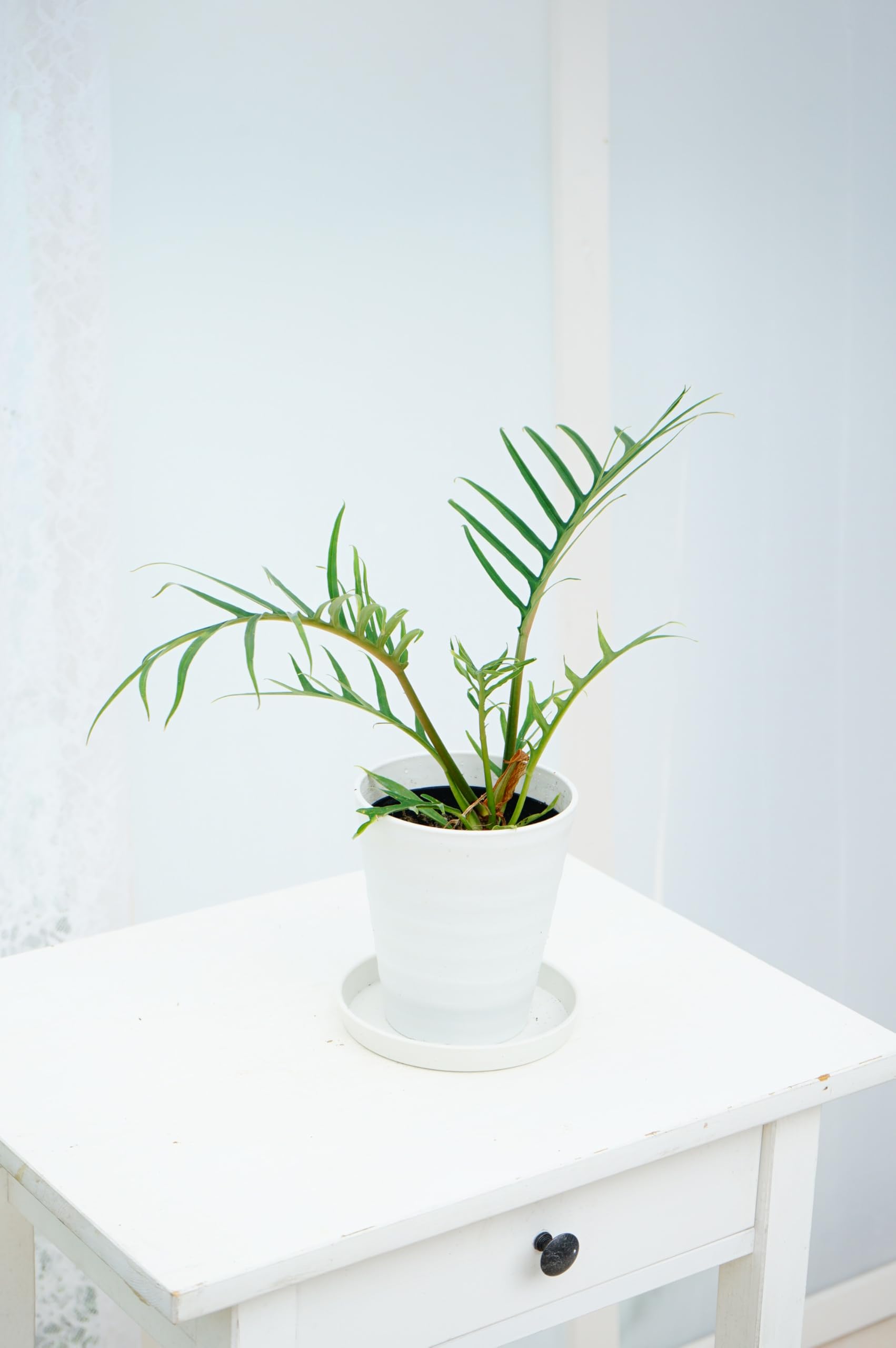 特大　フィロデンドロン　トータム　7号鉢 楽天市場】フィロデンドロン・トータム（トルツム）観葉植物 苗